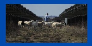 Sheep grazing on rural solar farm in Texas.