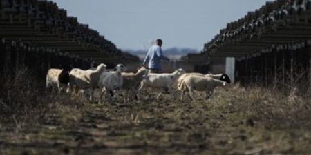 Sheep grazing on solar farms in rural Texas.