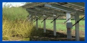 Ground mounted solar and bushes.