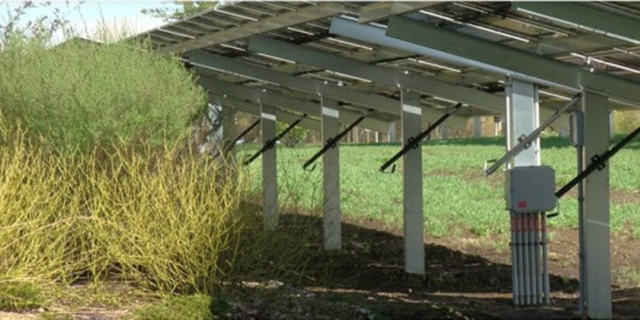 Ground mounted solar system and bushes
